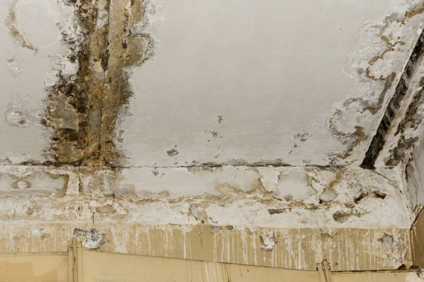 Best Crawl Space Mold Remediation  in Garden Grove, FL