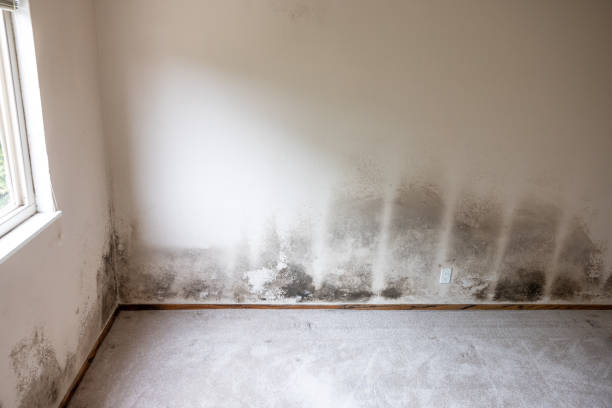 Best Post-Remediation Verification Testing  in Garden Grove, FL